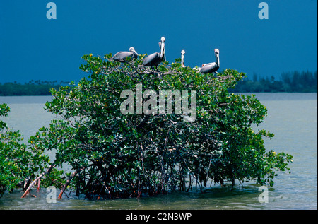 Pellicani marroni poggiano su una mangrovia in dieci mila isole area del Parco nazionale delle Everglades, un vasto deserto di zone umide nel sud della Florida, Stati Uniti d'America. Foto Stock