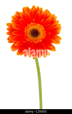 Orange gerbera fiore closeup su sfondo bianco Foto Stock