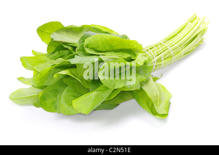 Fresh sorrel isolati su sfondo bianco Foto Stock