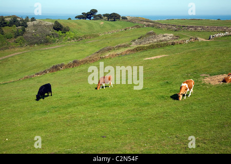 Guernsey bestiame pascola campo Herm Island Isole del Canale Foto Stock