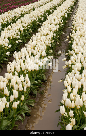Coloratissimi campi di tulipani può essere visto in primavera in Skagit Valley dello stato di Washington. Foto Stock