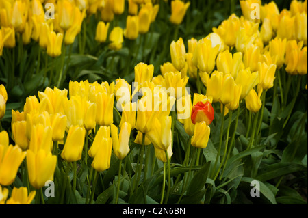 Coloratissimi campi di tulipani può essere visto in primavera in Skagit Valley dello stato di Washington. Foto Stock