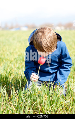 Ragazzo con singolo tulip nel campo Foto Stock