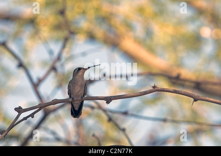 Hummingbird sul ramo Foto Stock