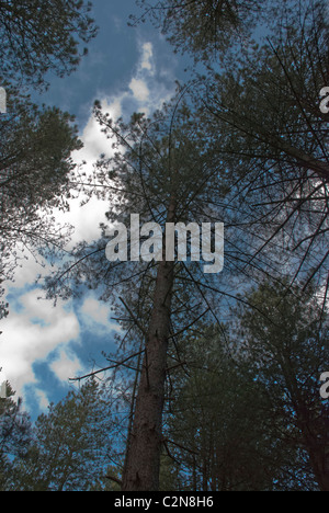 Guardando il buio pini contro un cielo scuro, Thetford Forest, Norfolk, Inghilterra, Regno Unito Foto Stock