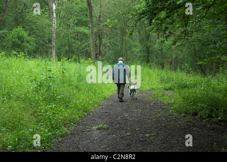 Ottima Grigliera legno, con un uomo e il suo cane vicino a East Horsley Surrey nella primavera del Regno Unito Foto Stock