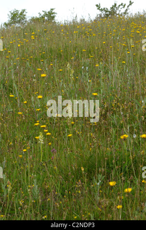 Chlorantha Platanthera bifolia e, Lessaer e maggiore Butterfly Orchidee insieme Foto Stock