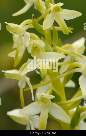 Minor Butterfly-orchid, Platanthera bifolia Foto Stock