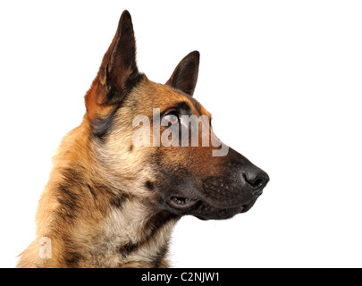 Razza sheepdgog belga malinois su sfondo bianco Foto Stock