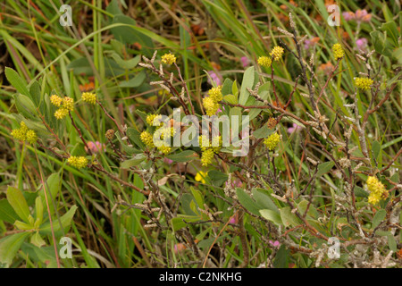 Bog-mirto, myrica gale Foto Stock