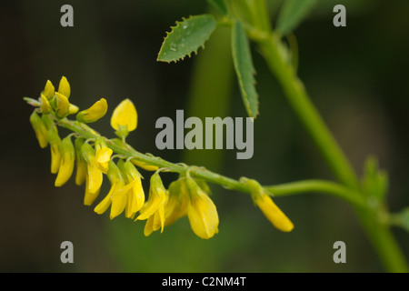 Tall Melilot, melilotus altissimus Foto Stock