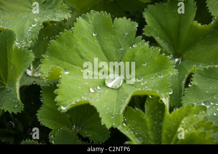 Gocce di pioggia su un Alchemilla Mollis Lady manto della foglia, acqua, goccioline,impianto, giardino, pioggia, scende Foto Stock