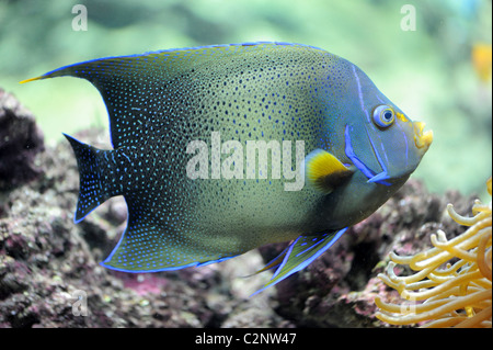 Il semicerchio angelfish (Pomacanthus Semicirculatus) in un acquario Foto Stock