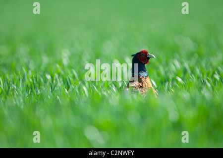 Fagiano maschio nel campo campagna Kent England Regno Unito Foto Stock