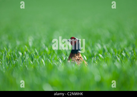 Fagiano maschio nel campo campagna Kent England Regno Unito Foto Stock