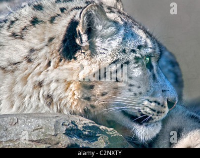 Snow Leopard (uncia uncia) Indeever, Marwell Wildlife, REGNO UNITO Foto Stock