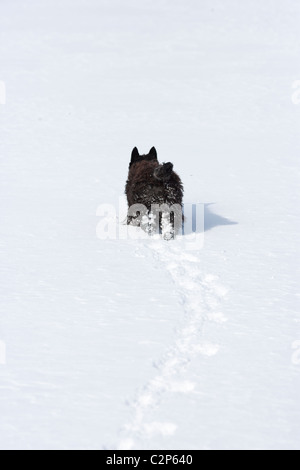 Scottish terrier in esecuzione nella neve Foto Stock