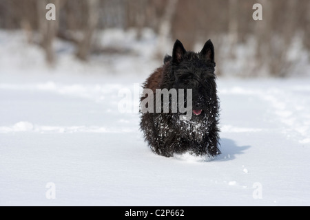 Scottish terrier in esecuzione nella neve Foto Stock