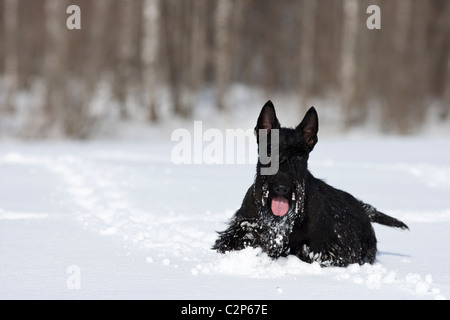 Scottish terrier nella neve Foto Stock