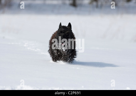 Scottish terrier in esecuzione nella neve Foto Stock