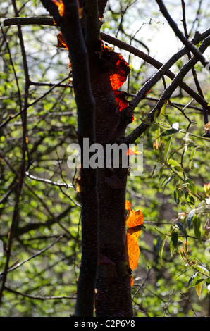 Retro-illuminato peeling sulla corteccia di un albero nel centro di Edimburgo, in Scozia. Foto Stock