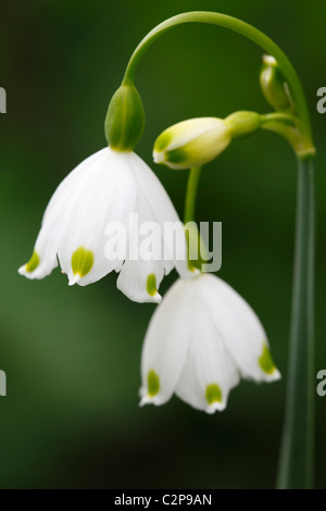 'Summer il simbolo del fiocco di neve' o 'Loddon Lily', Leucojum aestivum, fiore di primavera macro Foto Stock