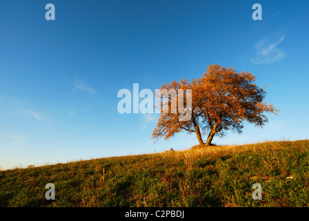 Grande lonely quercia con luminosi colori autunnali sotto il cielo blu Foto Stock