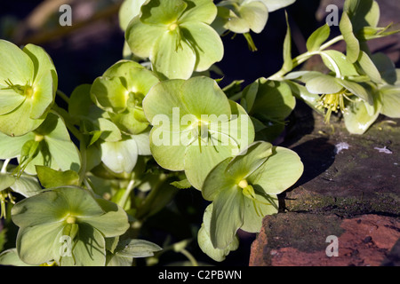 Helleborus argutifolius, l'elleboro Corsica crescita e fioritura in un giardino di Cheshire, su una soleggiata giornata invernale Foto Stock