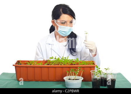 Biologo donna esaminare nuove foglie di pomodoro e cetriolo in tubi isolati su sfondo bianco Foto Stock