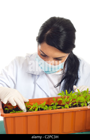 Ricercatore agricoli donna controllo nuove piante di pomodoro in una pentola grande in terreno isolato su sfondo bianco Foto Stock