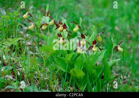 Frauenschuh, Cypripedium calceolus, Pianella della Madonna Orchid Foto Stock