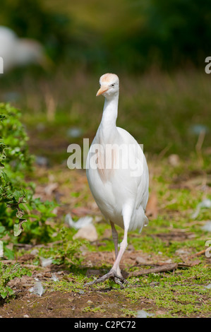 Kuhreiher, Bubulcus ibis, airone guardabuoi Foto Stock