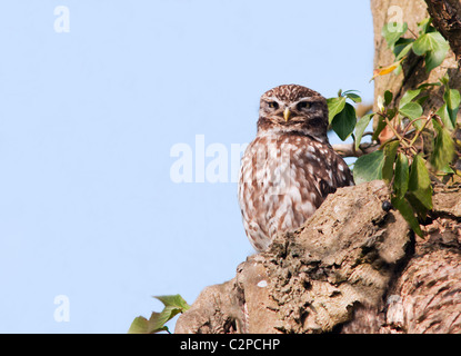 Civetta (Athene noctua) arroccato in quercia Foto Stock