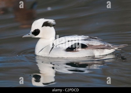 Zwergsäger, Mergellus albellus, Smew maschio Foto Stock