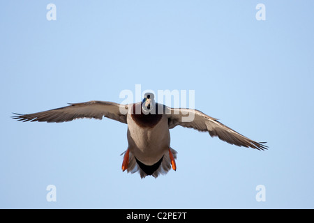 Maschio di Mallard duck avvicinandosi con testa in un volo discendente. Foto Stock