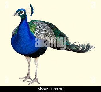 Peacock isolato Foto Stock