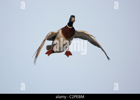 Maschio di Mallard duck in volo e scendendo con i piedi a terra e ali a tazza. Foto Stock