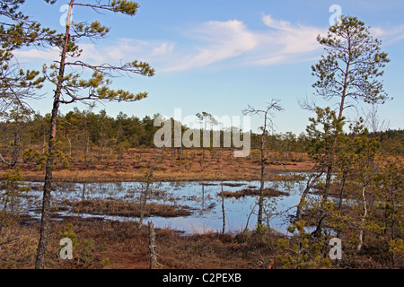 Paesaggio della palude a molla in Finlandia Foto Stock