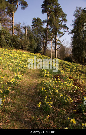 Il sentiero tra molla gialla Narcisi a Dora campo Rydal, Lake District, Cumbria, England, Regno Unito Foto Stock