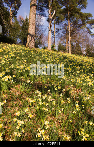 Molla gialla Narcisi a Dora campo Rydal, Lake District, Cumbria, England, Regno Unito Foto Stock