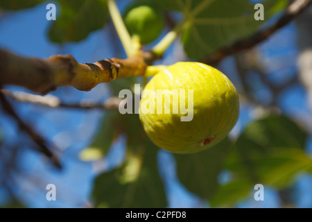 La figura naturale di frutta sani. Foto Stock