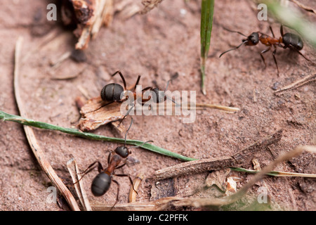 Red foresta europea formiche (formica rufa) Foto Stock
