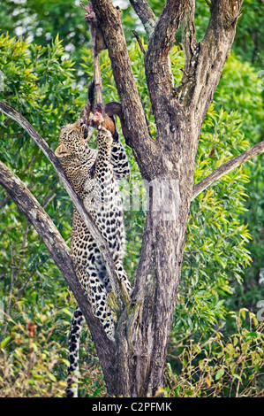 Leopard con il suo pasto in una struttura ad albero in Kenya. Foto Stock