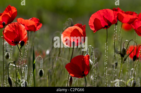 Mohnblumen Papaver rhoeas Foto Stock