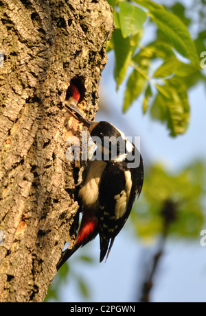Picchio Rosso Foto Stock
