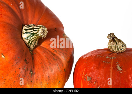 Due di colore arancio zucche su bianco Foto Stock