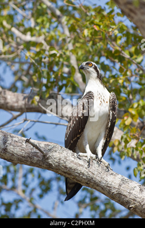 Osprey, Pandion haliaetus, Flamingo, Florida, nel Parco nazionale delle Everglades Foto Stock