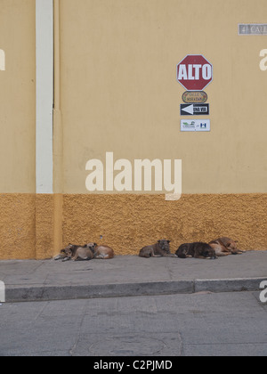 Cani selvatici di dormire sul marciapiede di Totonicapan, Guatemala. Questi cani dormono per la maggior parte del giorno e foraggio per il cibo la sera. Foto Stock