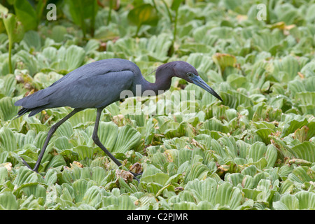 Piccolo airone cenerino, Egretta caerulea, cavatappi Swamp Wildlife Refuge, Florida, Stati Uniti d'America Foto Stock