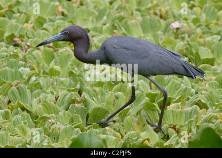 Piccolo airone cenerino, Egretta caerulea, cavatappi Swamp Wildlife Refuge, Florida, Stati Uniti d'America Foto Stock